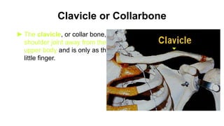 Clavicle or Collarbone
► The clavicle, or collar bone, holds the
shoulder joint away from the rest of the
upper body and is only as thick as your
little finger.
 