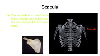 Scapula
► The scapula is located on the back side
of the ribcage and helps provide part of
the shoulder joint and movement for the
arms.
 