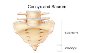 Coccyx and Sacrum
 