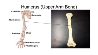 Humerus (Upper Arm Bone)
 