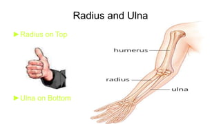 Radius and Ulna
►Radius on Top
►Ulna on Bottom
 