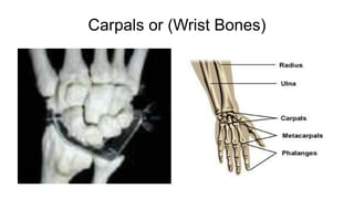Carpals or (Wrist Bones)
 