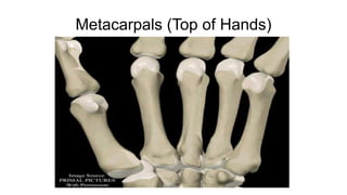 Metacarpals (Top of Hands)
 