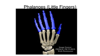 Phalanges (Little Fingers)
 