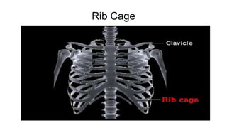 Rib Cage
 