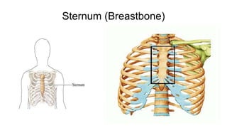 Sternum (Breastbone)
 