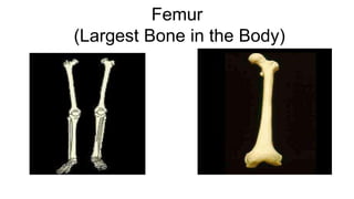 Femur
(Largest Bone in the Body)
 