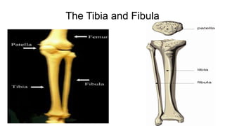 The Tibia and Fibula
 