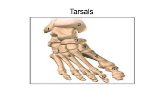 Tarsals
 