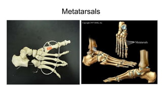 Metatarsals
 