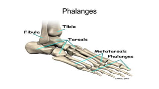 Phalanges
 