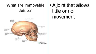 What are Immovable
Joints?
• A joint that allows
little or no
movement
 