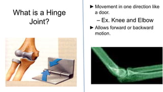 What is a Hinge
Joint?
► Movement in one direction like
a door.
– Ex. Knee and Elbow
► Allows forward or backward
motion.
 
