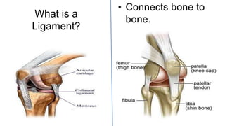 What is a
Ligament?
• Connects bone to
bone.
 