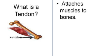 What is a
Tendon?
• Attaches
muscles to
bones.
 
