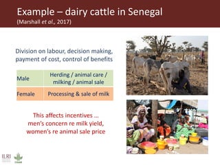 Integrating gender considerations into livestock genetic improvement programs in low to middle income countries