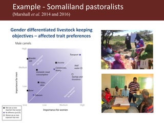 Integrating gender considerations into livestock genetic improvement programs in low to middle income countries