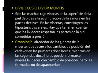 LIVIDECES O LIVOR MORTIS
 Son las machas rojo vinosas en la superficie de la
piel debidas a la acumulación de la sangre en las
partes declives. En las vísceras, constituyen las
hipostasis viscerales. Hay que tener en cuenta
que las livideces respetan las partes de la piel
sometidas a presión.
 Cronología: alrededor de las 3 horas de la
muerte, obedecen a los cambios de posición del
cadáver en las primeras doce horas; mientras en
las segundas doce horas pueden formarse
nuevas livideces con cambio de posición, pero las
formadas no desaparecerían
 