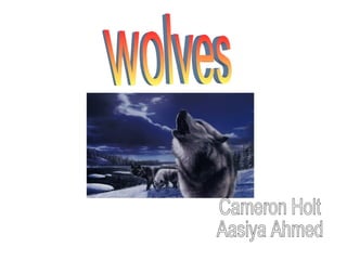 wolves Cameron Holt Aasiya Ahmed 