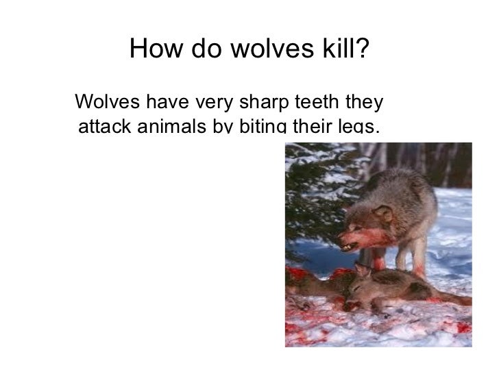 research-about-wolves