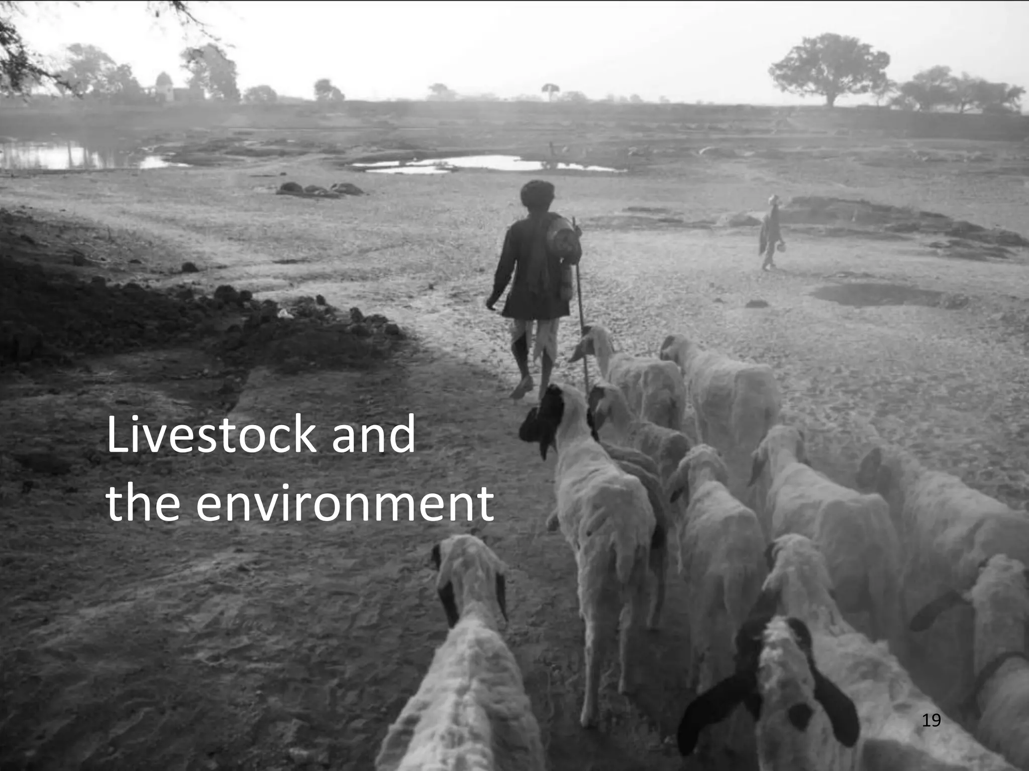 Livestock and
the environment


                  19
 