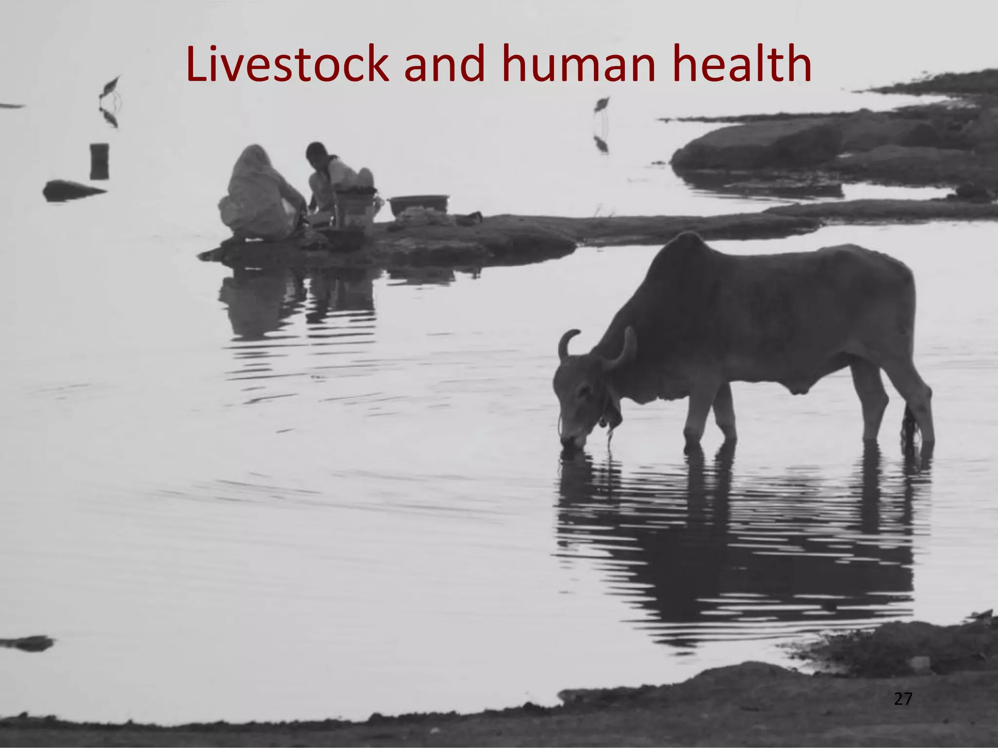 Livestock and human health




                             27
 