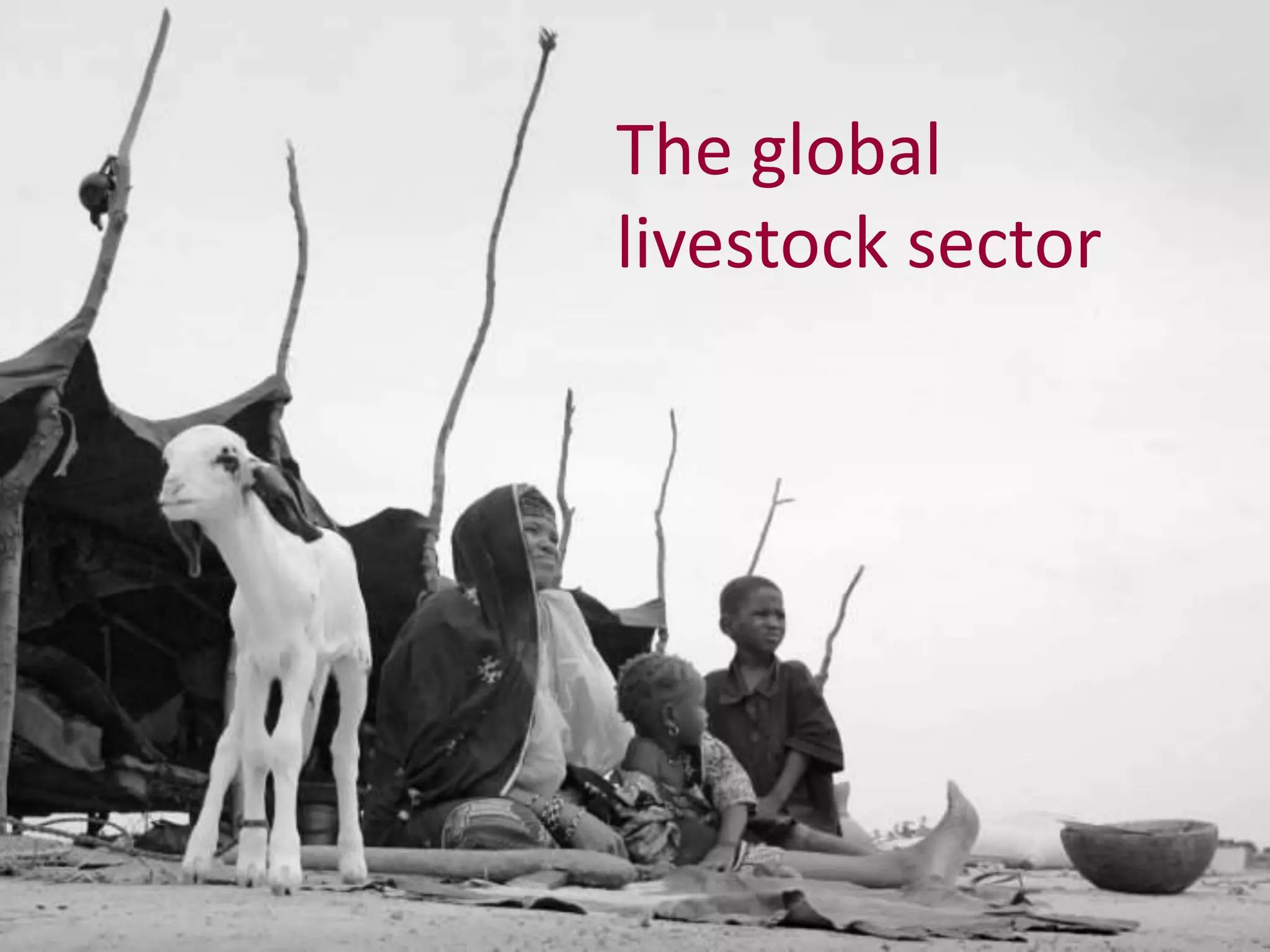 The global
livestock sector
 