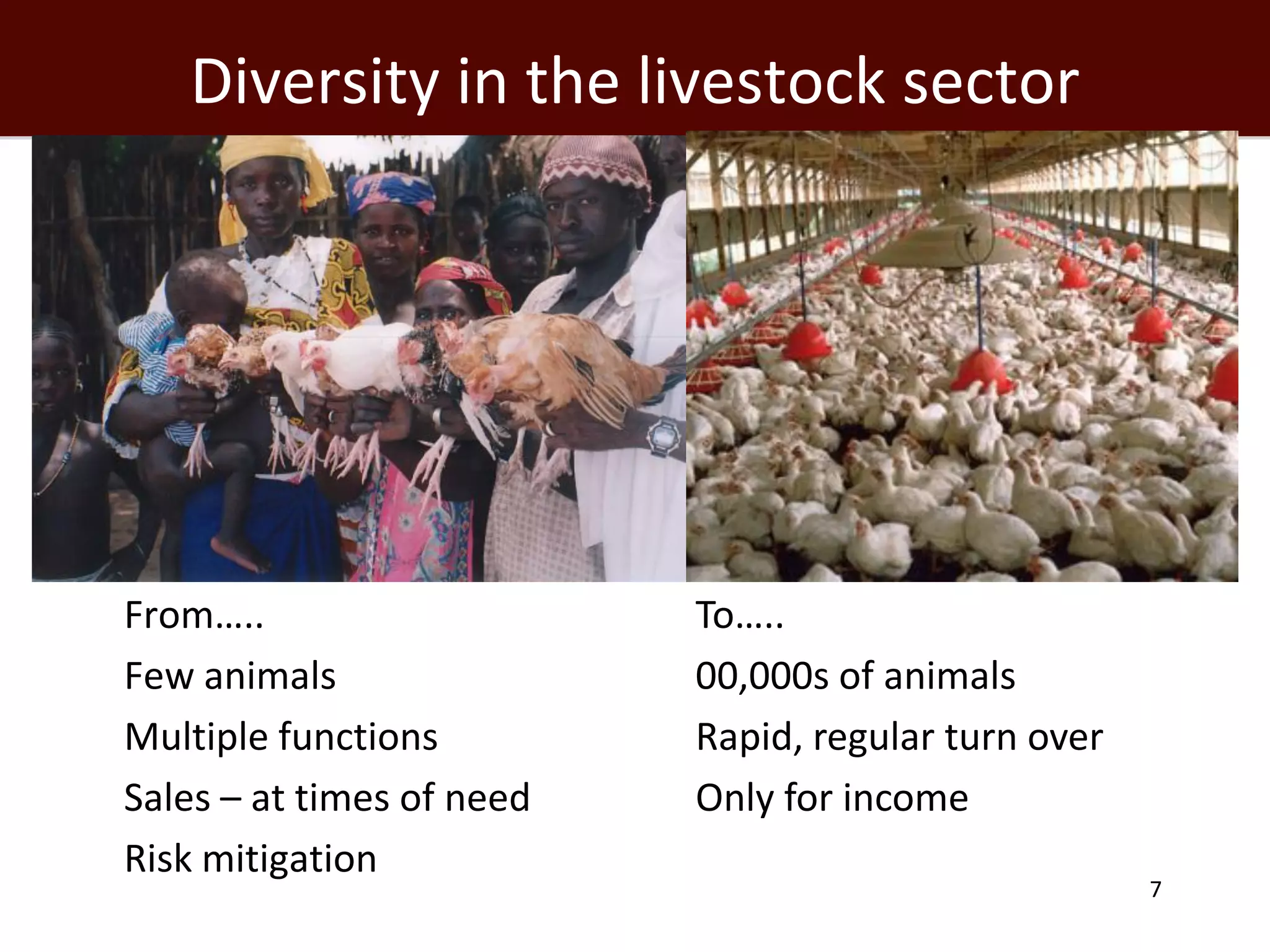 Diversity in the livestock sector




   From…..                       To…..
   Few animals                   00,000s of animals
   Multiple functions            Rapid, regular turn over
   Sales – at times of need      Only for income
   Risk mitigation
                                                              7
 
