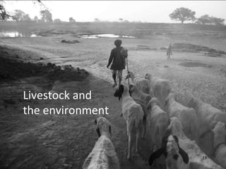 The global livestock agenda: Opportunities and challenges  