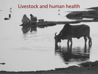 The global livestock agenda: Opportunities and challenges  