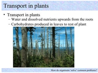 Transport in plants
• Transport in plants
  – Water and dissolved nutrients upwards from the roots
  – Carbohydrates produced in leaves to rest of plant




                             How do organisms ‘solve’ common problems?
 