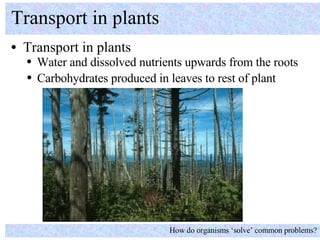[object Object],Transport in plants How do organisms ‘solve’ common problems? ,[object Object],[object Object]