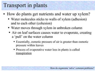 <ul><li>How do plants get nutrients and water up xylem? </li></ul>Transport in plants How do organisms ‘solve’ common prob...