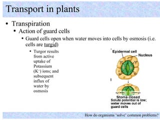 <ul><li>Transpiration </li></ul>Transport in plants How do organisms ‘solve’ common problems? <ul><ul><li>Action of guard ...