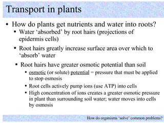 <ul><li>How do plants get nutrients and water into roots? </li></ul>Transport in plants How do organisms ‘solve’ common pr...
