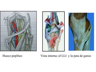 Hueco poplíteo   Vista interna: el LLI y la pata de ganso
 