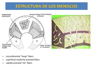 ESTRUCTURA DE LOS MENISCOS




•   circumferential “hoop” fibers
•   superficial randomly oriented fibers
•   radially oriented “tie” fibers
 