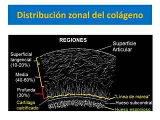 Distribución zonal del colágeno
 