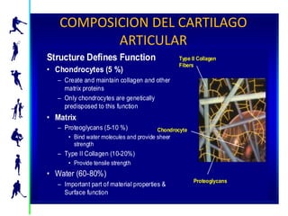 COMPOSICION DEL CARTILAGO
              ARTICULAR
    Articular Cartilage Composition
Structure Defines Function                       Type II Collagen
                                                 Fibers
• Chondrocytes (5 %)
  – Create and maintain collagen and other
    matrix proteins
  – Only chondrocytes are genetically
    predisposed to this function
• Matrix
  – Proteoglycans (5-10 %)              Chondrocyte
      • Bind water molecules and provide sheer
        strength
  – Type II Collagen (10-20%)
      • Provide tensile strength
• Water (60-80%)
                                                       Proteoglycans
  – Important part of material properties &
    Surface function
                                                                       66032.A
                                                                       06/2002
 