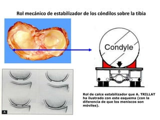 Rol mecánico de estabilizador de los cóndilos sobre la tibia




                              Rol de calce estabilizador que A. TRILLAT
                              ha ilustrado con este esquema (con la
                              diferencia de que los meniscos son
                              móviles).
 