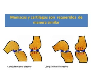 En compresión

  Meniscos y cartílagos son requeridos de
              manera similar




Compartimiento externo     Compartimiento interno
 