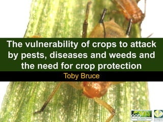 The vulnerability of crops to attack 
by pests, diseases and weeds and 
the need for crop protection 
Toby Bruce 
 