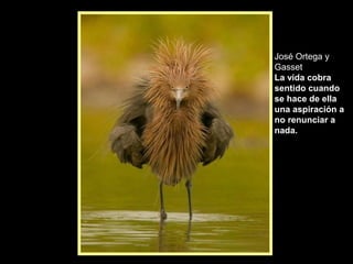 Aves y Verdades | PPT
