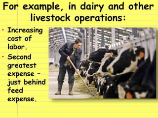 For example, in dairy and other
livestock operations:
• Increasing
cost of
labor.
• Second
greatest
expense –
just behind
...