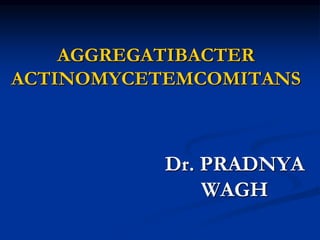 AGGREGATIBACTER
ACTINOMYCETEMCOMITANS
Dr. PRADNYA
WAGH
 