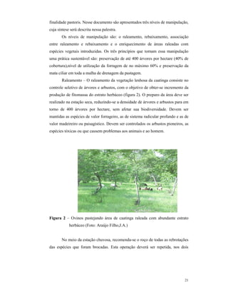 21
finalidade pastoris. Nesse documento são apresentados três níveis de manipulação,
cuja síntese será descrita nessa palestra.
Os níveis de manipulação são: o raleamento, rebaixamento, associação
entre raleamento e rebaixamento e o enriquecimento de áreas raleadas com
espécies vegetais introduzidas. Os três princípios que tornam essa manipulação
uma prática sustentável são: preservação de até 400 árvores por hectare (40% de
cobertura),nível de utilização da forragem de no máximo 60% e preservação da
mata ciliar em toda a malha de drenagem da pastagem.
Raleamento – O raleamento da vegetação lenhosa da caatinga consiste no
controle seletivo de árvores e arbustos, com o objetivo de obter-se incremento da
produção de fitomassa do estrato herbáceo (figura 2). O preparo da área deve ser
realizado na estação seca, reduzindo-se a densidade de árvores e arbustos para em
torno de 400 árvores por hectare, sem afetar sua biodiversidade. Devem ser
mantidas as espécies de valor forrageiro, as de sistema radicular profundo e as de
valor madeireiro ou paisagístico. Devem ser controlados os arbustos pioneiros, as
espécies tóxicas ou que causem problemas aos animais e ao homem.
Figura 2 – Ovinos pastejando área de caatinga raleada com abundante estrato
herbáceo (Foto: Araújo Filho,J.A.)
No meio da estação chuvosa, recomenda-se o roço de todas as rebrotações
das espécies que foram brocadas. Esta operação deverá ser repetida, nos dois
 