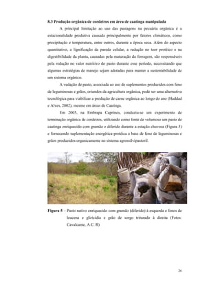 26
8.3 Produção orgânica de cordeiros em área de caatinga manipulada
A principal limitação ao uso das pastagens na pecuária orgânica é a
estacionalidade produtiva causada principalmente por fatores climáticos, como
precipitação e temperatura, entre outros, durante a época seca. Além do aspecto
quantitativo, a lignificação da parede celular, a redução no teor protéico e na
digestibilidade da planta, causadas pela maturação da forragem, são responsáveis
pela redução no valor nutritivo do pasto durante esse período, necessitando que
algumas estratégias de manejo sejam adotadas para manter a sustentabilidade de
um sistema orgânico.
A vedação de pasto, associada ao uso de suplementos produzidos com feno
de leguminosas e grãos, oriundos da agricultura orgânica, pode ser uma alternativa
tecnológica para viabilizar a produção de carne orgânica ao longo do ano (Haddad
e Alves, 2002), mesmo em áreas de Caatinga.
Em 2005, na Embrapa Caprinos, conduziu-se um experimento de
terminação orgânica de cordeiros, utilizando como fonte de volumoso um pasto de
caatinga enriquecido com gramão e diferido durante a estação chuvosa (Figura 5)
e fornecendo suplementação energética-protéica a base de feno de leguminosas e
grãos produzidos organicamente no sistema agrossilvipastoril.
Figura 5 – Pasto nativo enriquecido com gramão (diferido) à esquerda e fenos de
leucena e gliricidia e grão de sorgo triturado à direita (Fotos:
Cavalcante, A.C. R)
 