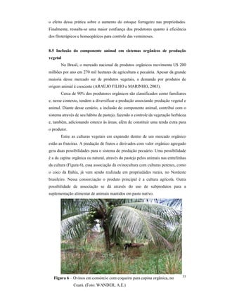 33
o efeito dessa prática sobre o aumento do estoque forrageiro nas propriedades.
Finalmente, ressalta-se uma maior confiança dos produtores quanto à eficiência
dos fitoterápicos e homeopáticos para controle das verminoses.
8.5 Inclusão do componente animal em sistemas orgânicos de produção
vegetal
No Brasil, o mercado nacional de produtos orgânicos movimenta U$ 200
milhões por ano em 270 mil hectares de agricultura e pecuária. Apesar da grande
maioria desse mercado ser de produtos vegetais, a demanda por produtos de
origem animal é crescente (ARAÚJO FILHO e MARINHO, 2003).
Cerca de 90% dos produtores orgânicos são classificados como familiares
e, nesse contexto, tendem a diversificar a produção associando produção vegetal e
animal. Diante desse cenário, a inclusão do componente animal, contribui com o
sistema através de seu hábito de pastejo, fazendo o controle da vegetação herbácea
e, também, adicionando esterco às áreas, além de constituir uma renda extra para
o produtor.
Entre as culturas vegetais em expansão dentro de um mercado orgânico
estão as fruteiras. A produção de frutos e derivados com valor orgânico agregado
gera duas possibilidades para o sistema de produção pecuário. Uma possibilidade
é a da capina orgânica ou natural, através do pastejo pelos animais nas entrelinhas
da cultura (Figura 6), essa associação da ovinocultura com culturas perenes, como
o coco da Bahia, já vem sendo realizada em propriedades rurais, no Nordeste
brasileiro. Nessa consorciação o produto principal é a cultura agrícola. Outra
possibilidade de associação se dá através do uso de subprodutos para a
suplementação alimentar de animais mantidos em pasto nativo.
Figura 6 – Ovinos em consórcio com coqueiro para capina orgânica, no
Ceará. (Foto: WANDER, A.E.)
 