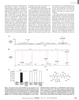 tical peptide and tested it for biological activity.
When added to a diluted E. coli culture, the
synthetic peptide enabled mazEF-mediated cell
death when induced in different E. coli strains by
rifampicin (Fig. 2C and fig. S7) and by several
other stressful conditions (fig. S8). At a wide
range of concentrations (2.5 to 200 ng/ml), the
killing activity of the chemically synthesized
EDF was mazEF-dependent; virtually no EDF
activity was observed in a mazEF knockout
strain (Fig. 3). We further confirmed the mazEF
dependence of EDF by transforming the mazEF
knockout strain with a plasmid harboring the
mazEF module. The presence of this module on
the plasmid completely restored the killing ac-
tivity of EDF (Fig. 3). Note that at higher con-
centrations of EDF (>200 ng/ml), we observed a
reduction of viability even in the mazEF knock-
out strain (Fig. 3). We assume that at high con-
centrations, EDF acts less specifically, possibly
by inducing some other PCD systems or by
inactivating other essential components.
To determine the role of each residue in EDF
activity, we prepared five synthetic peptides, each
with a Gly replacing one of the amino acids in the
natural EDF sequence, and examined their bio-
logical activity in the wild-type strain. Changing
the first or fifth amino acid abolished EDF killing
activity, whereas changing the second, third, or
fourth amino acid led to a moderate reduction in
killing activity (Fig. 4A). Thus, each amino acid
in EDF is important for its activity, with the N-
and C-terminal residues being the most critical. A
similar hierarchy of amino acid importance was
obtained when we examined whether mutant
EDF molecules are able to inhibit wild-type EDF
activity (fig. S9). EDFs mutated at the terminal
amino acids (1 and 5) were efficient inhibitors of
EDF activity (fig. S9); however, mutated EDF
peptides in which glycine replaced the amino
acids in positions 2, 3, or 4 inhibited EDF activity
only when the concentration of wild-type EDF
was low. These results (Fig. 4A and fig. S9)
indicated that amino acids 1 and 5 had roles
similar to each other, as did amino acids 2
through 4.
We further examined several characteristics
of EDF required for its activity. Using synthetic
peptides (Fig. 4B), we found that (i) the tripeptide
NWN does not have EDF activity, whereas the
heptapeptide NNNWNNN has partial activity;
(ii) the presence of the same amino acid at
external positions 1 and 5 of EDF seems to be
important, and EDF activity was only partially
reduced with Gly instead of Asn at these
positions; and (iii) the presence of an amide at
the external positions probably has a role in EDF
activity, as the replacement of Asn by Gln (Q) at
either end of the pentapeptide (QNWNN or
NNWNQ)—that is, a substitution that carries an
Fig. 2. The chemical nature of EDF identified by mass spectrometry. The
chemical composition of the purified peak found to have EDF activity was carried
out by ESI-MS (QTof2 Micromass instrument). (A) Peaks ranging from 200 to
662 MW, among them one of 661 MW (marked by an arrow). (B) The MS/MS
spectrum of the 661-MW peak revealed a peptide with the amino acid sequence
NNWNN. (C) The chemically synthesized EDF-NNWNN can restore mazEF-
mediated cell death to a diluted culture. E. coli MC4100relA+
cells were grown as
in Fig. 1A. At a density of 2.5 × 108
cells/ml, samples were either not diluted
(dense) or diluted to 3 × 104
cells/ml in prewarmed M9 medium (diluted culture)
or in a prewarmed M9 applied with chemically synthesized EDF (2.5 ng/ml)
(diluted culture + EDF). Samples were incubated with rifampicin as in Fig. 1A. (D)
Structure of EDF as determined by nuclear magnetic resonance analysis (table S1).
www.sciencemag.org SCIENCE VOL 318 26 OCTOBER 2007 653
REPORTS
 