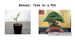 Bonsai: Tree in a Pot
Bonsai: Tree in a Pot
Bonsai "Kenshin Tōge", ca. 800 Jahre alt (Wikipedia,
CC BY 4.0, Author: Order of the Rose)
 
